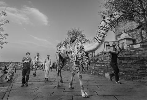 Camel Ride In India