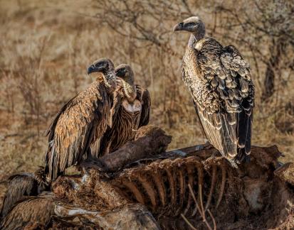 Vulture Cleaning Giraffe Carcass 10