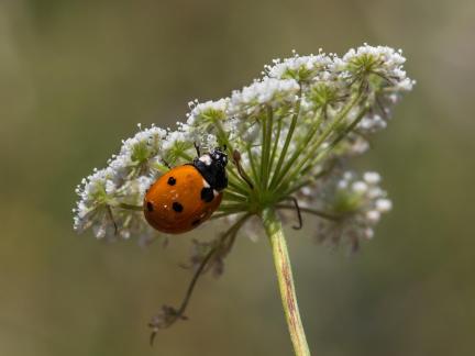 HIDDEN LADYBUG