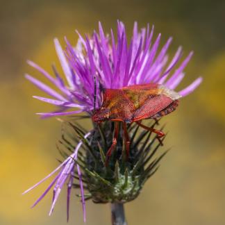 BEETLE ON A THISTLE