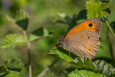 MEADOW BROWN