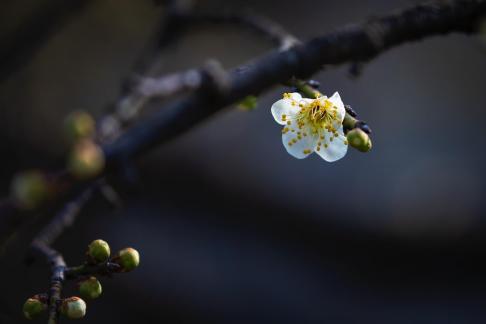 Blossom composition