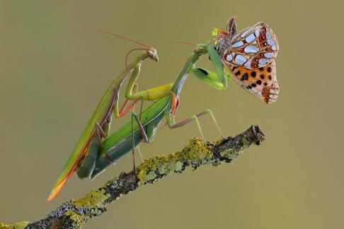 Eating A Butterfly