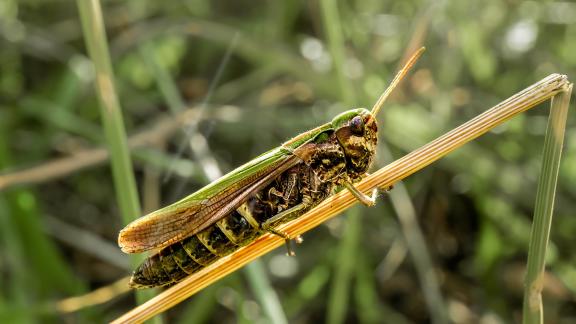 Grasshopper