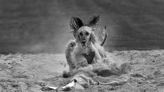 Long haired dog