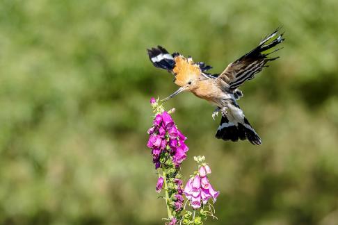 Hoopoe and Digitalis