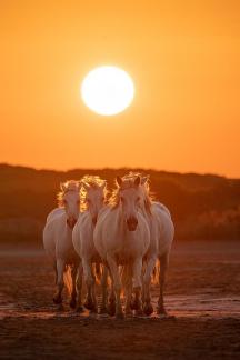 Lever avec les chevaux