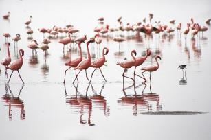 Pink flamingo in Africa-2