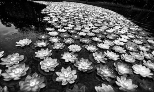 Parade of lotus