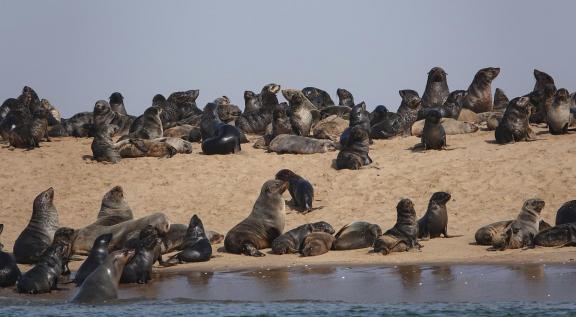 Cape seals