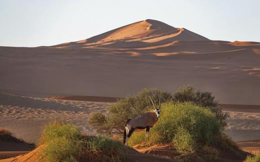 Oryx and dunes_2