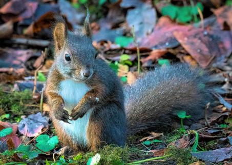 Fall squirrel