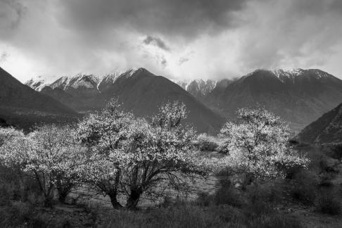 spring blossoms