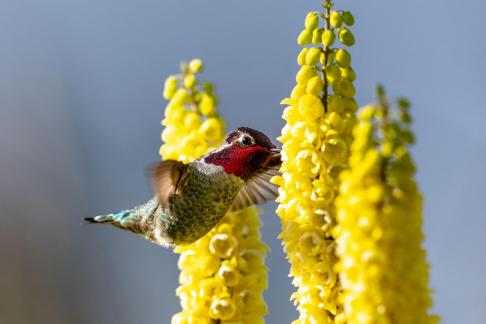 Beautiful hummingbird12