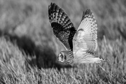 Short-eared owl1