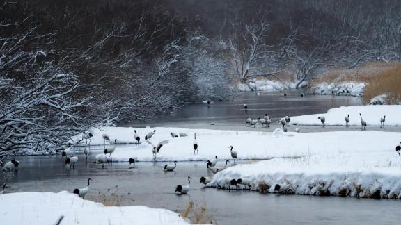 Red-crowned cranes in winter1