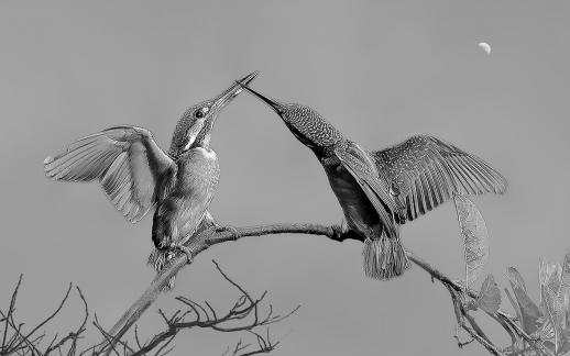 The little kingfisher fights