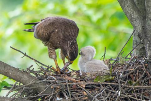 The eagle feeds its young C