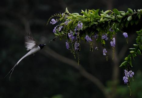 paradise flycatcher