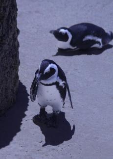 South African tropical penguins