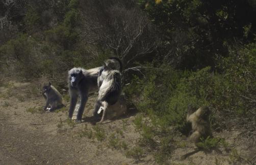 The baboon family