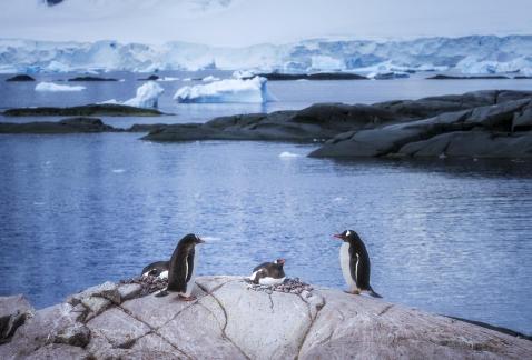 Two penguin couples