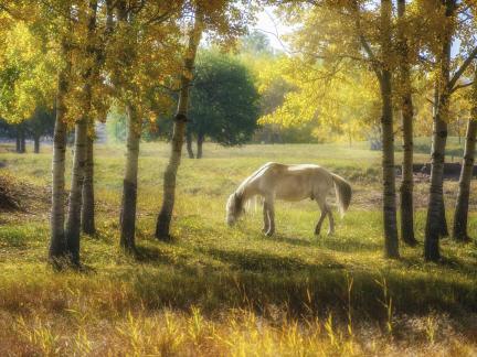 Bathing in the morning light