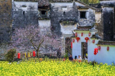 Qingyuan Flowers Bloom