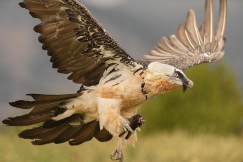 Quebranta con pata de cabra