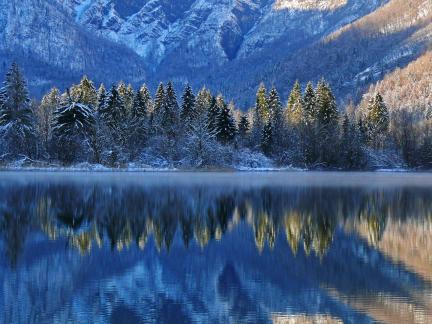 Pines near the Lake