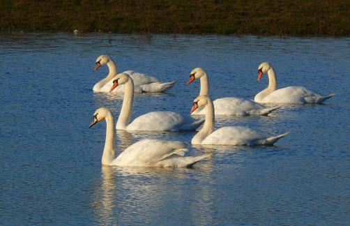 Swans on Evening Trip