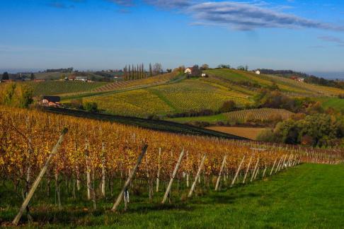 Vineyard in Prlekija