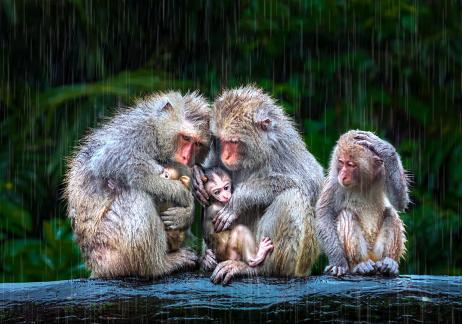 Monkey Family in the Rain