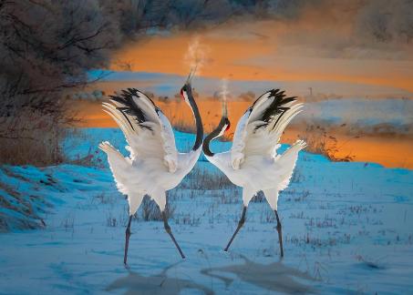 Red Crowned Crane 4