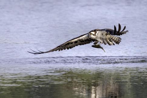 Osprey with Catch 27