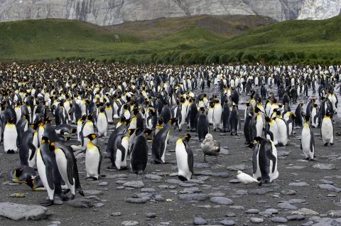 Giant Petrel in King Penguin Colony