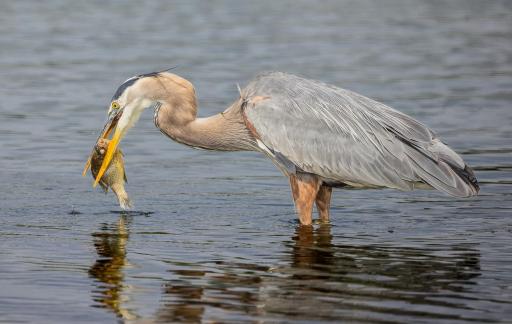 Blue Heron with catch 65