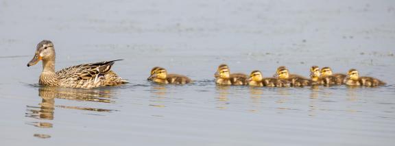 Mallard family