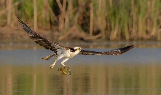 Osprey with catch 28