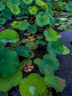 Wild lotus flowers by the lake