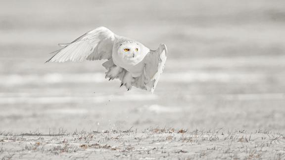 Snow owl 1