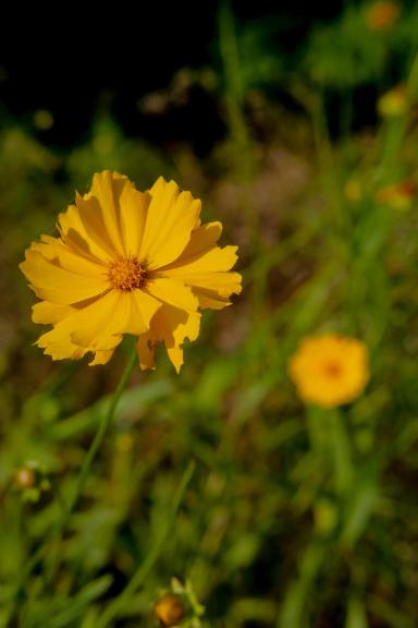 Colored wildflowers 1