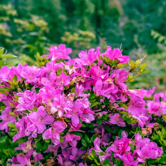 Colored wildflowers 2