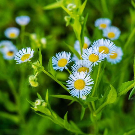 Wild flowers on the mountain 1