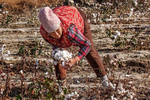 Cotton worker