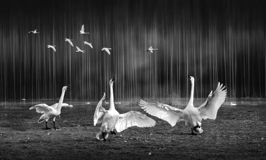 Geese dancing