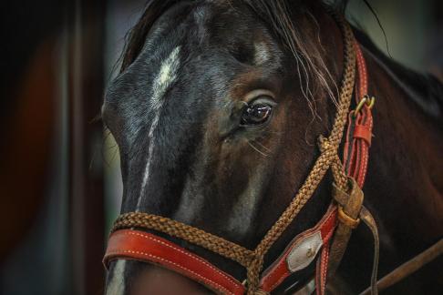 Horse head