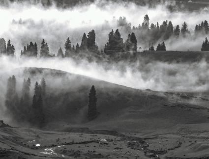 Grassland morning mist