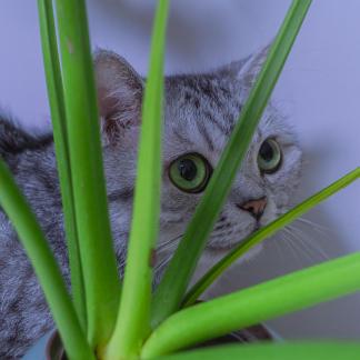 The cat in the grass