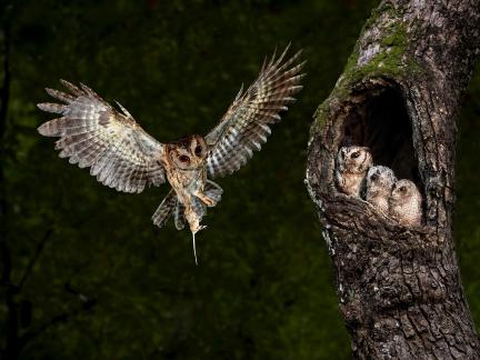 OWL 7